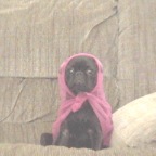 Yow Wears a Babushka?