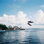 Dolphins make a spectacular sight