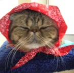 Molly wears a Babuschka too?